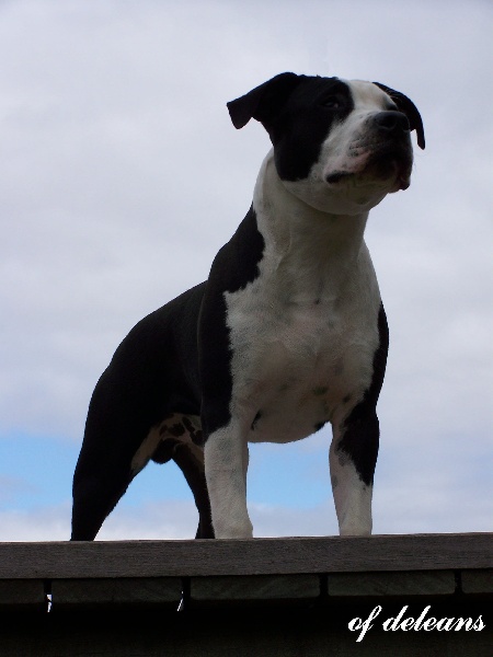 Elwood des Cynolégionnaires