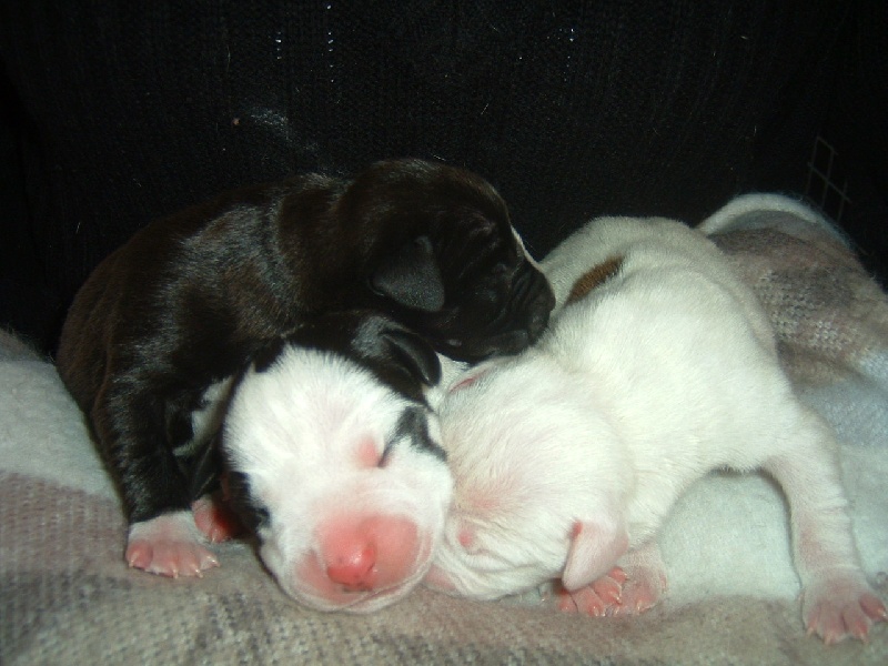 des Cynolégionnaires - American Staffordshire Terrier - Portée née le 20/02/2009