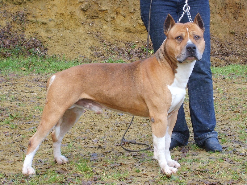 Patton des Cynolégionnaires