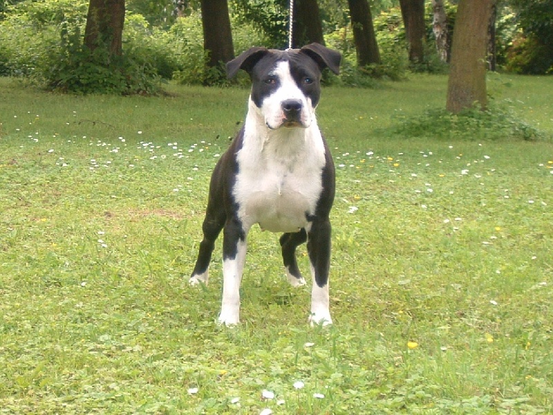 farabians kennel Bellisa shergan