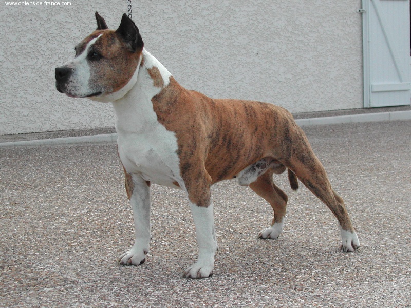 CH. Leader mustang des Cynolégionnaires