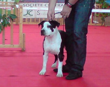 Elwood des Cynolégionnaires